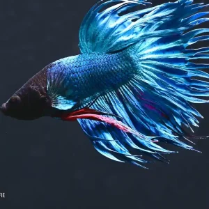 Betta splendens Crowntail Kampffisch: Männchen blau Top-Preis